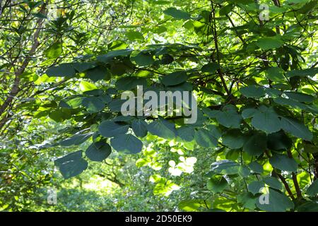 Styrax obassia / duftender schneebellbaum - große, breit eiige Blätter Stockfoto