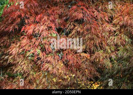 Acer palmatum 'Dissectum' / Japanischer Ahorn 'Dissectum' Stockfoto