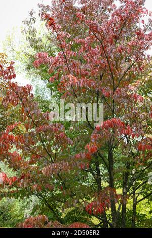 Cornus kousa - Herbstlaub in Rottönen Stockfoto
