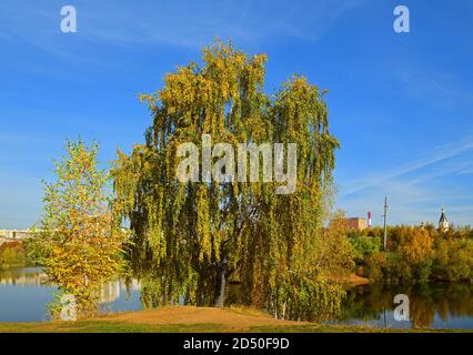 Herbstlandschaft. Goldene Birken am Ufer des Sees im Mitino Landschaftspark. Moskau, Russland Stockfoto