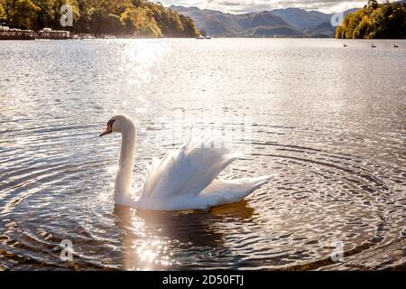 Schwan bewegt sich anmutig über den Lake Derwentwater im englischen See Bezirk Stockfoto