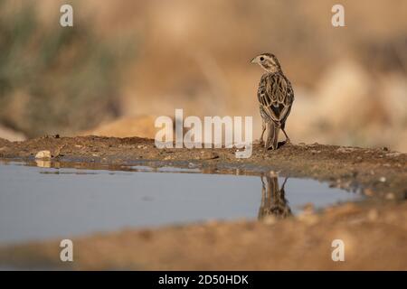 Corn Bunting (Emberiza calandra) Trinkwasser. In Israel im Juni fotografiert. Stockfoto