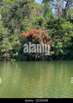 Ein Baum mit roten Blättern, der sich unter allen grünen Blättern am Ufer des Flusses periyar in Kerala, Indien, absetzt. Stockfoto