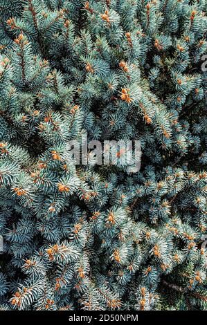 Natürlicher Hintergrund aus Zweigen der blauen Fichte oder Kiefer mit kleinen Zapfen close-up. Weihnachtsbaum. Speicherplatz kopieren Stockfoto