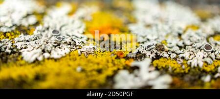 Bunte Flechten Nahaufnahme. Selektiver Fokus. Textur Stockfoto