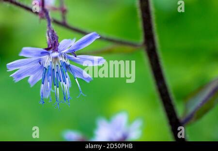 Nahaufnahme der blauen Zichorien-Blume mit Staubgefäßen auf grünem verschwommenem Hintergrund. Platz kopieren. Grußkarte Stockfoto