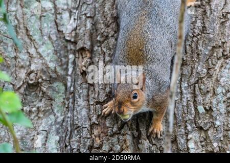 Eastern Grey Squirrel (Graue Eichhörnchen), Sciurus carolinensis, die im Herbst einen Baumstamm hinunter läuft und eine Eichel frisst in West Sussex, England, Großbritannien. Stockfoto