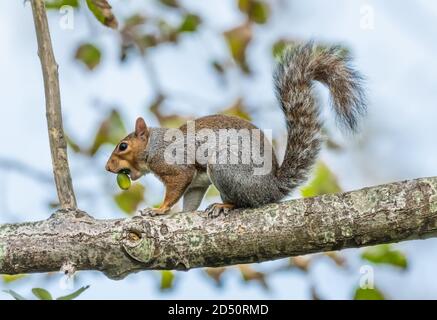 Eastern Grey Squirrel (Grey Squirrel), Sciurus carolinensis, die im Herbst eine Eichel auf einem Baumzweig in West Sussex, England, verspeist. Stockfoto