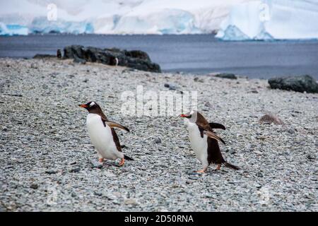 Eselspinguine (Pygoscelis papua). Gentoo Penguins wachsen in Längen von 70 Zentimeter und leben in großen Kolonien auf antarktischen Inseln. Sie ernähren sich von Pl Stockfoto