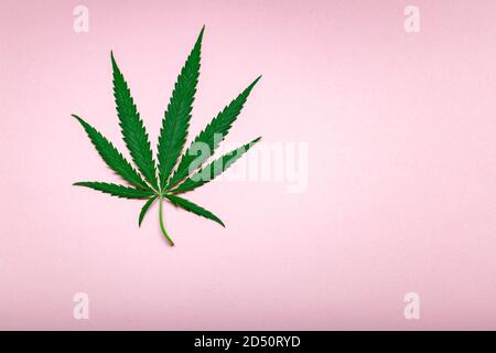 Hanfblatt Weed ganja grüne Hanfblätter auf rosa Farbhintergrund mit Kopierraum. Medizinische Marihuana Pflanze Cannabis Sativa. Unkraut legalisiert das Rauchen Stockfoto