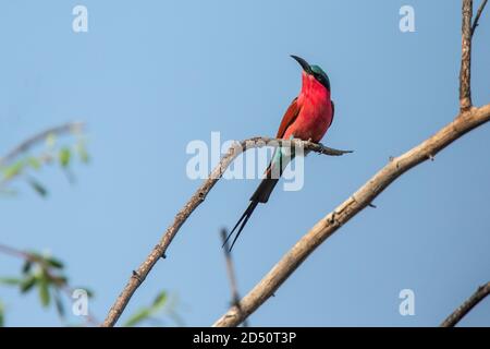 Ein farbenprächtiger Südlichen Carmine Bee Eater mit Kopf gespannt. Stockfoto