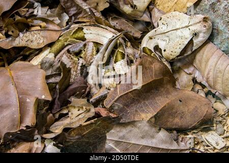 Die Gabun-Viper (Bitis gabonica) ist eine Viper-Art, die in den Regenwäldern und Savannen des subsaharischen Afrikas vorkommt. Wie alle Ottern ist es giftig. Stockfoto