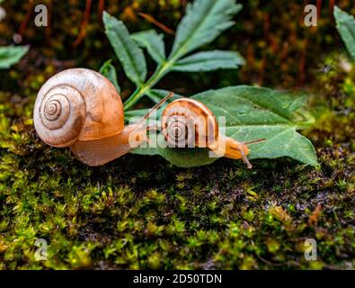 Zwei kleine Traubenschnecken krabbeln im Wald auf Moos und grünen Blättern. Makrofotografie, Poster Stockfoto