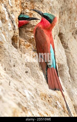 Ein südliche Carmine Bee Eaters in der Nähe seines Nestes in der Kuando Flussufer mit seinem Partner aus dem Loch. Stockfoto