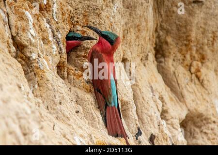 Ein südliche Carmine Bee Eaters in der Nähe seines Nestes in der Kuando Flussufer mit seinem Partner aus dem Loch. Stockfoto