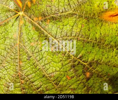 Die Textur des Traubenblattes in der herbstlichen Länge der Zeit. Schöne Nahaufnahme mit natürlichem Hintergrund Stockfoto