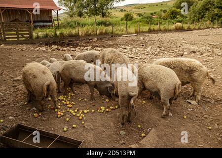 Ungarische Rasse lockig behaart Mangalica Schwein Stockfoto