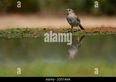 Weibliche Hausspatzen (Passer domesticus). Fotografiert in Israel im Juli Stockfoto