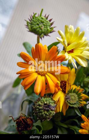Ringelblume, Calendula officinalis Nahaufnahmen Stockfoto