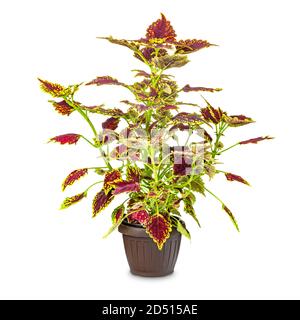 Coleus in einem Topf Stockfoto