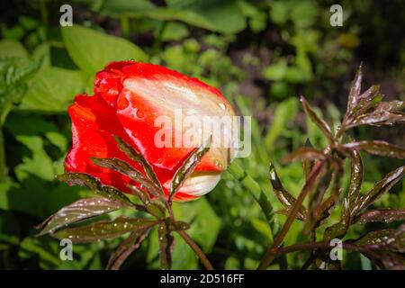 Rote Tulpe mit Regentropfen auf den Blütenblättern Stockfoto