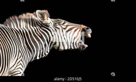 Grevys Zebra, Equus grevyi, auch als kaiserliches Zebra bekannt, isoliert auf schwarzem Hintergrund mit Platz für Ihren Text. Stockfoto