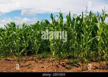 Feld von atemberaubenden grünen Maispflanzen umgeben von Bäumen mit Blauer Himmel und Wolken im Sommer Stockfoto