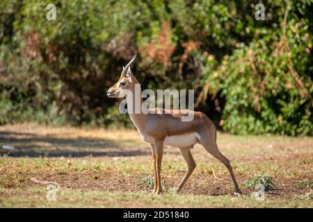 Die Berggazelle oder die Palestine Berggazelle (Gazella gazella) ist eine Art von Gazelle weit, aber ungleich verteilt. Berggazellen ar Stockfoto