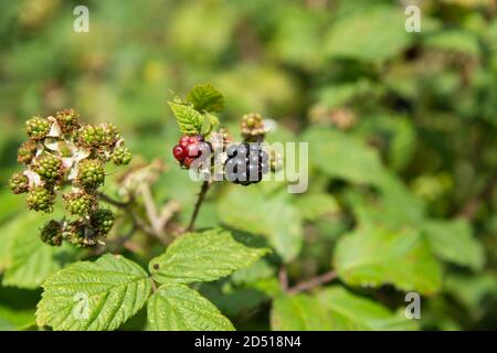 Nahaufnahme von wilden Brombeerfrüchten und Blättern im Herbst Sonnenschein Stockfoto