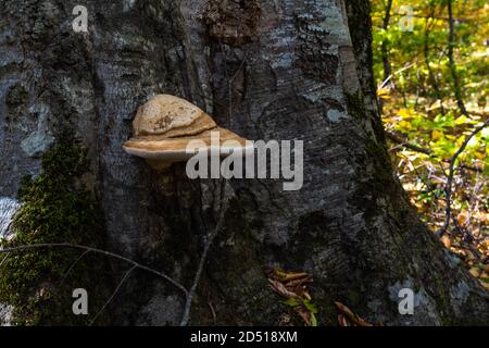 Pilzparasit auf einem Baumstamm Stockfoto