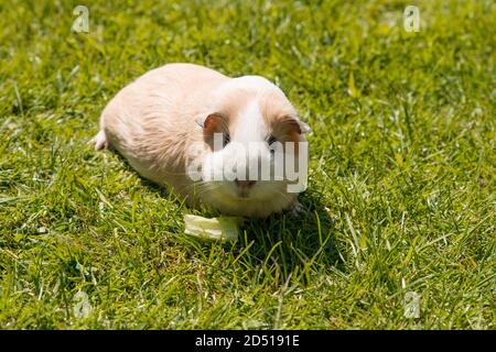 Liebenswert kleine weiße und goldene Meerschweinchen, Blick nach vorne, essen Salat auf Gras. Ein kleines Haustier saß auf einer Gartenrasen draußen in der Sommersonne Stockfoto