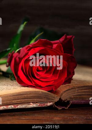 Rote Rose auf einem Vintage-Buch auf dunklem Hintergrund. Blume auf der Literaturseite des geöffneten Hardcover-Toms beweist Zuneigung, Glauben, Liebe, Erinnerungen. Vertikal, c Stockfoto