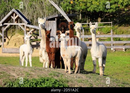 Herde von braunen und weißen Alpakas, Vicugna pacos, Blick in Richtung Kamera auf einer Wiese eines Alpaka-Farm. Alpakas sind freundliche und gesellige Tiere. Stockfoto