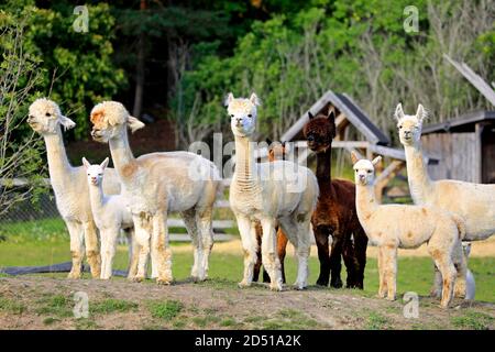 Herde von braunen und weißen Alpakas, Vicugna pacos, Blick in Richtung Kamera auf einer Wiese eines Alpaka-Farm. Alpakas sind freundliche und gesellige Tiere. Stockfoto