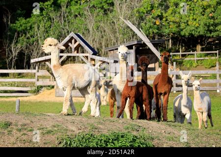 Herde von braunen und weißen Alpakas, Vicugna pacos, nach dem Führer auf der Wiese von Alpaka Farm. Alpakas sind freundliche und gesellige Tiere. Stockfoto