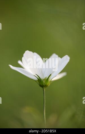 Weißer Kosmos blüht vor einem einfachen, sauberen, grünen Hintergrund Stockfoto