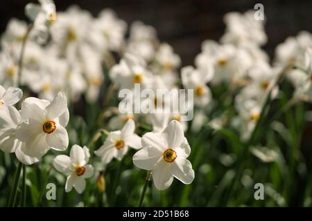 Grosse Gruppe Narzissen (Narcissus poeticus) in Blüte Stockfoto