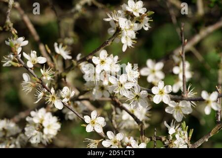 Schwarzdornblüten (Prunus spinosa) in der Hecke Stockfoto