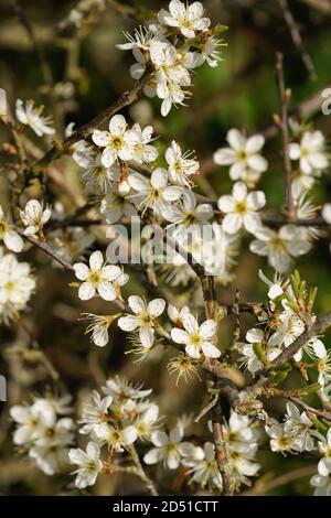 Schwarzdornblüten (Prunus spinosa) in der Hecke Stockfoto