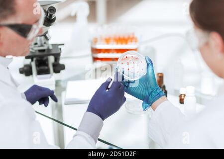 Rückansicht. Petrischale in den Händen von Wissenschaftlern Virologen. Stockfoto