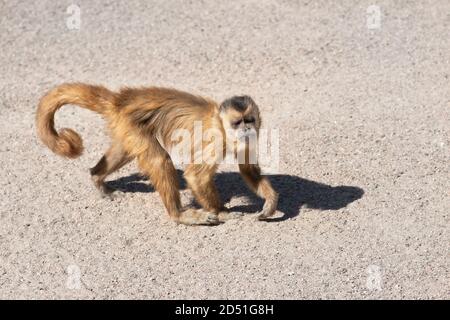 Kapuzineraffen im Zoo aus der Nähe. Die Kapuzineraffen sind New World Affen der Unterfamilie Cebinae. Stockfoto