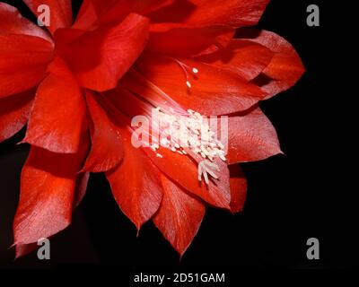Epiphyllum Orchidee Kaktus rote Blume isoliert auf weißem Hintergrund Stockfoto