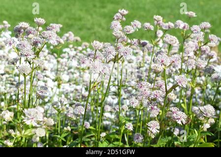 Große Sternblume Astratia große Blüte in einem Park im Sommer Tag Stockfoto