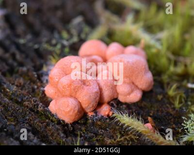 Wolf's Milch Lycogala epidendrum wachsen auf einem Baumstumpf Stockfoto