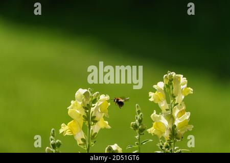 Biene schwebt an einem warmen sunney-Tag in einem Wiltshire-Garten um snapdragon-Blumen. Einfarbiger grüner Hintergrund Stockfoto