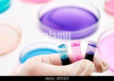 Eppendorf Röhrchen mit blauen, grünen und rosa Flüssigkeiten in der Hand des Wissenschaftlers auf dem Hintergrund von Petrischalen für die mikrochemische Analyse. Stockfoto