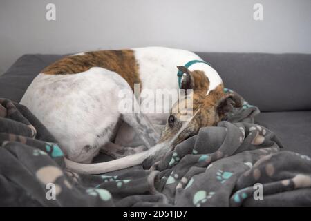 Weiß und brindle Haustier Windhund schaut auf die Kamera, wie sie sich zwischen einer Pfote gemusterten Hundedecke auf einem grauen Hundebett zusammenrollt. Einfacher Hintergrund. Stockfoto
