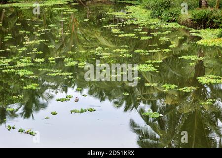 Ein tropischer Fluss auf der Insel Ceylon. Entlang des Flusses schweben Cluster von Wasser Hyazinthe, schöne Reflexionen im Wasser von eleganten Palmen, Stockfoto