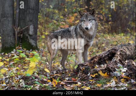 Grauer Wolf (Canis lupus) Steht neben Log Autumn - Captive Tier Stockfoto