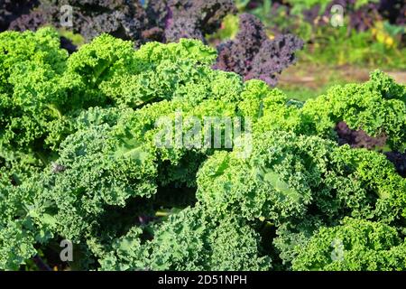 Kale Salat wächst im rustikalen Garten. Kaleblatt in der Landwirtschaft und Ernte. Gemüse zu Hause anbauen, Nahaufnahme. Stockfoto